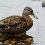 Kalastajan torpap veneily